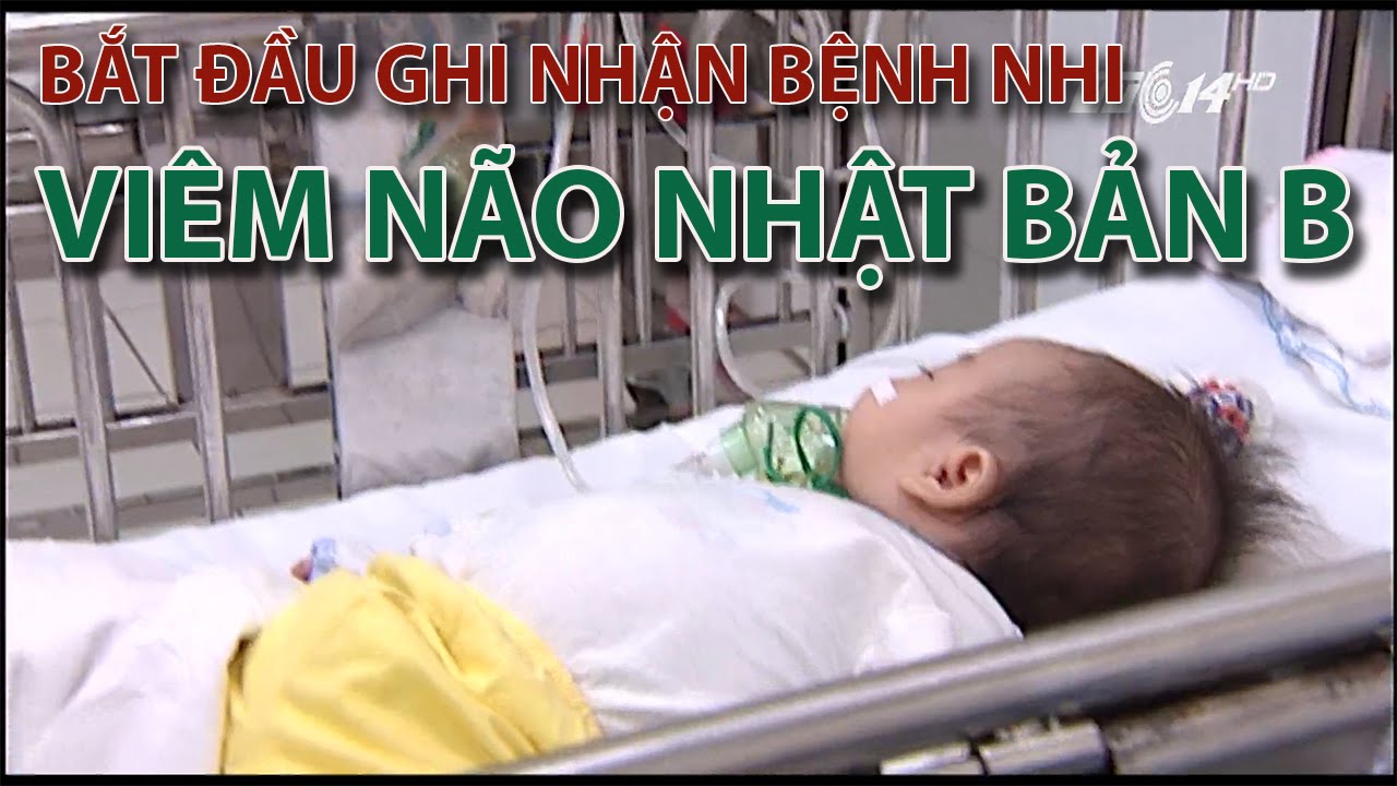 Vừa phát hiện 2 ca mắc viêm não Nhật Bản B đầu tiên của mùa dịch năm nay. (Thời sự đêm 08/6/2016)